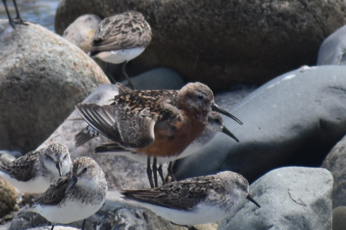 Curlew Sandpiper - ML275419831