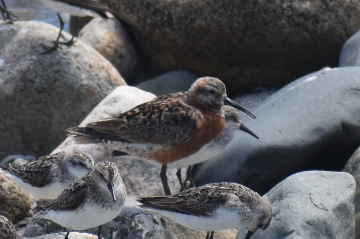 Curlew Sandpiper - Sebastian Benedetto