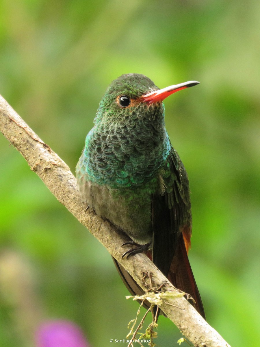 Rufous-tailed Hummingbird - ML275420741