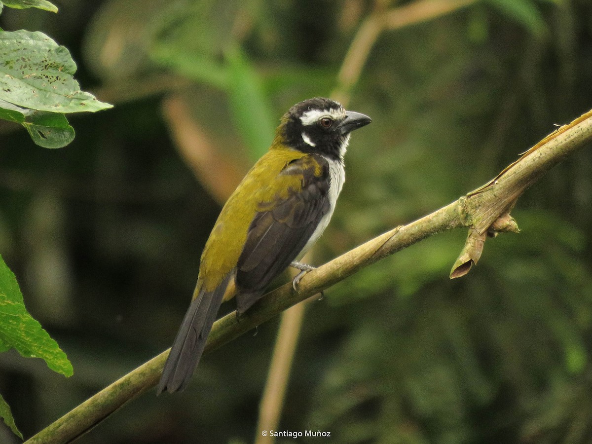 Black-winged Saltator - Santiago Muñoz Bolaños