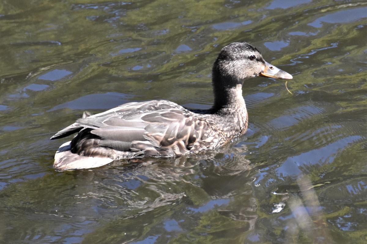 Canard colvert - ML275421351