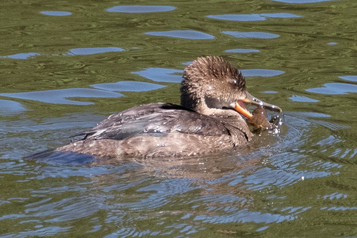 Hooded Merganser - ML275421371