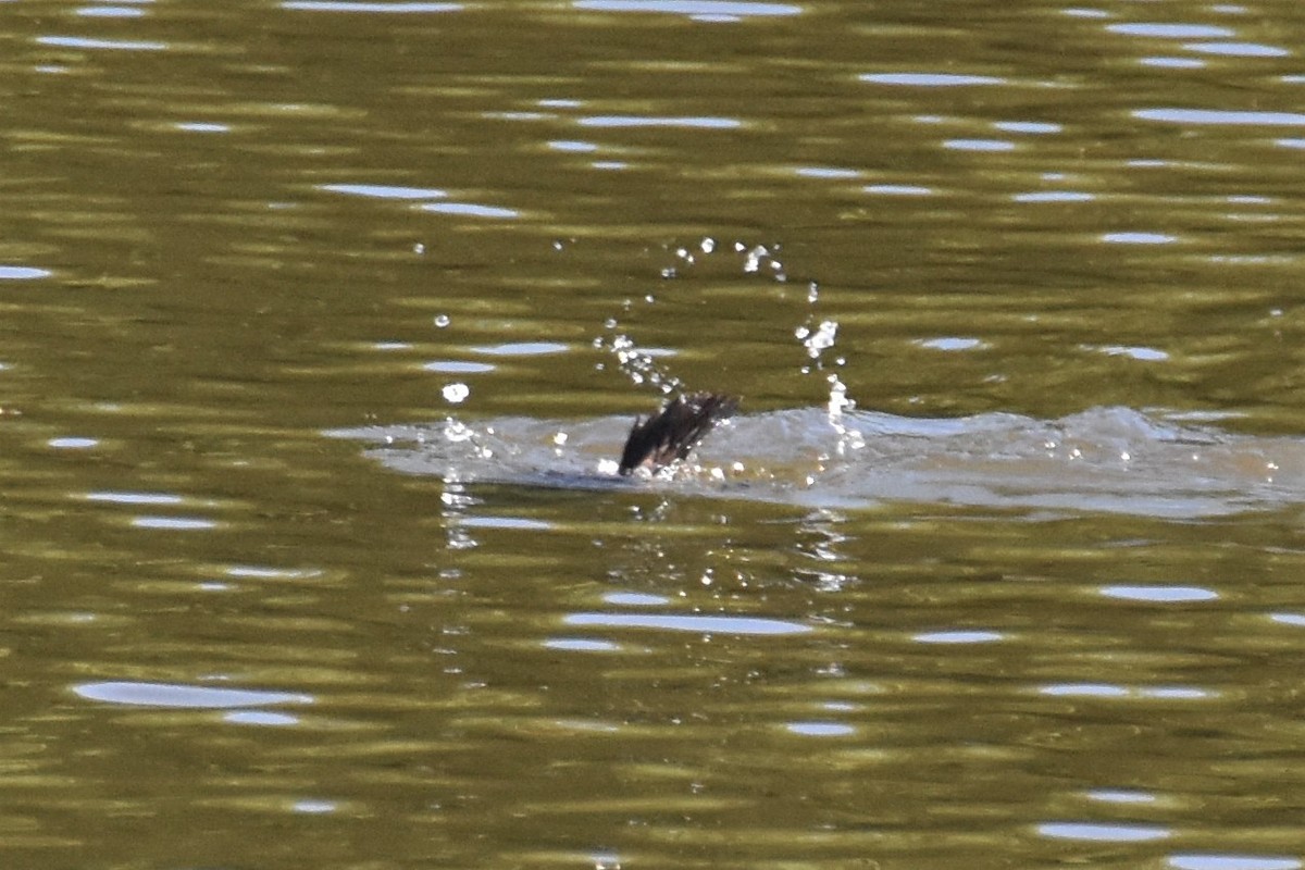 Hooded Merganser - ML275421441