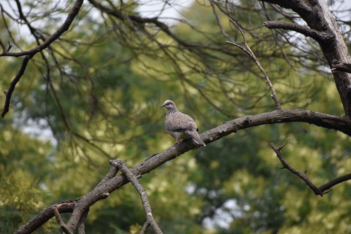 Spotted Dove - ML275421671