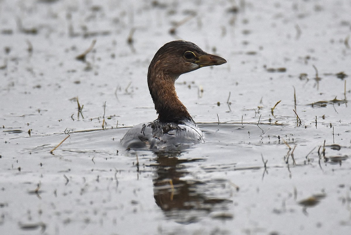 Pied-billed Grebe - ML275422101