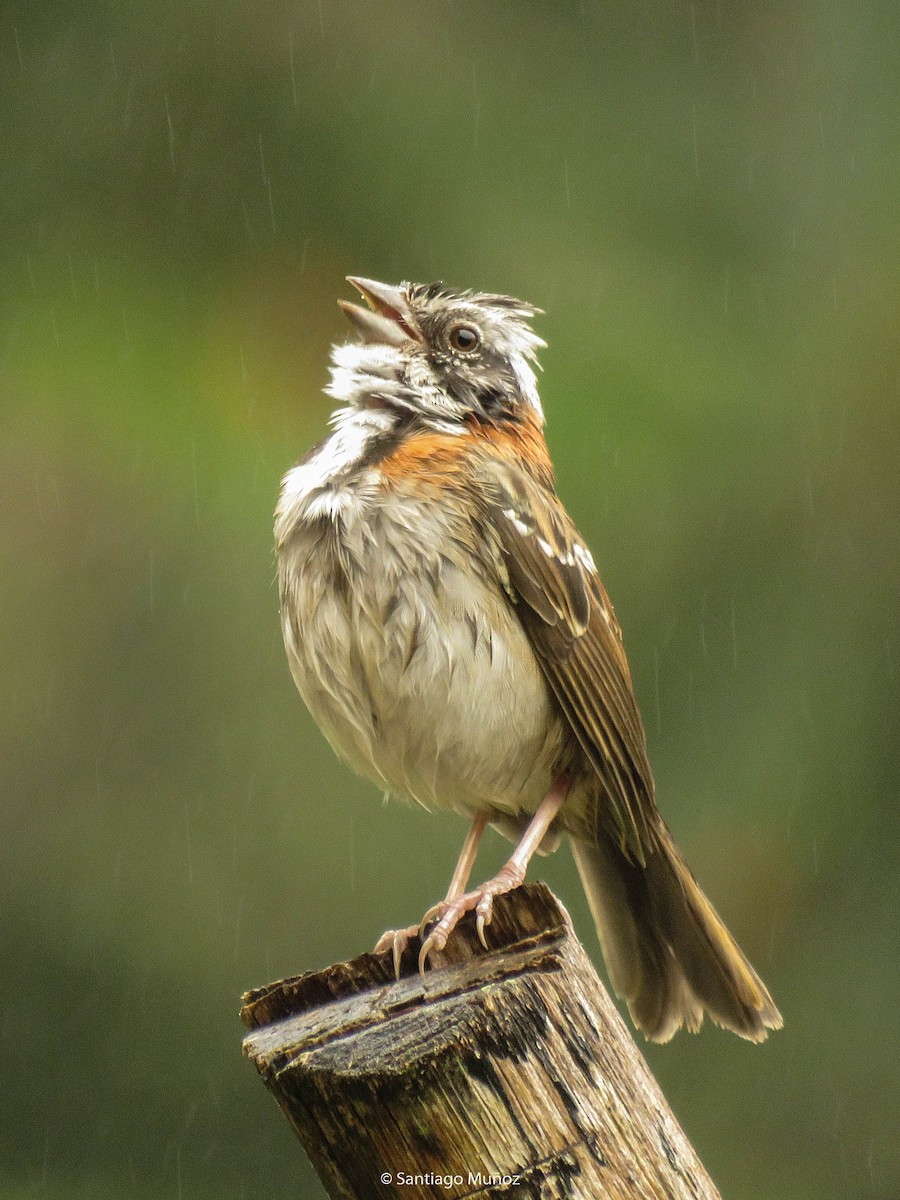 Rufous-collared Sparrow - Santiago Muñoz Bolaños