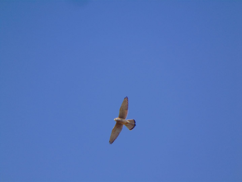 Lesser Kestrel - Nepal Important  Bird Records