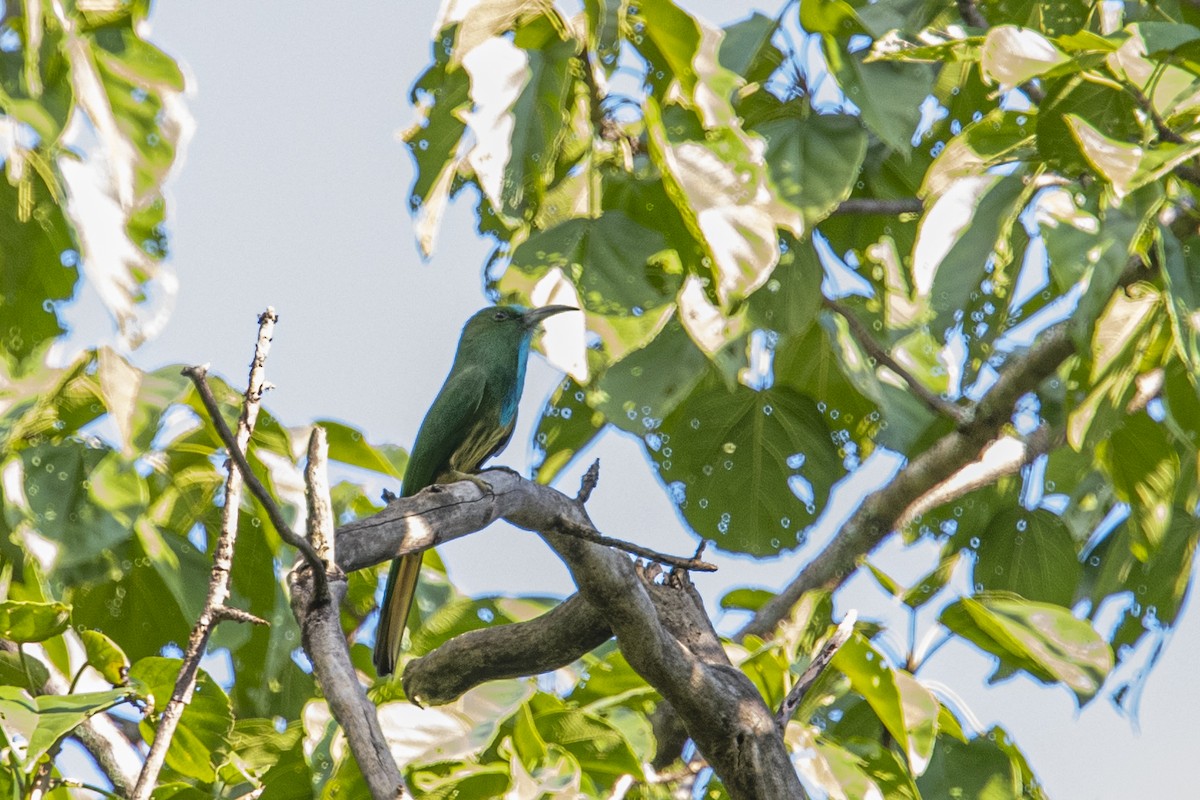 Blue-bearded Bee-eater - Su Li