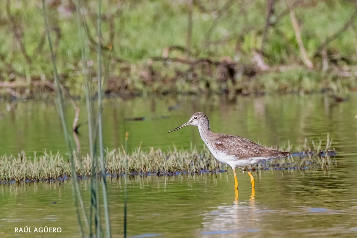 Greater Yellowlegs - ML275423681