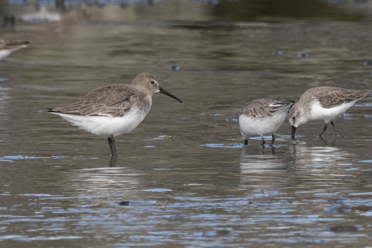 Dunlin - ML275425231