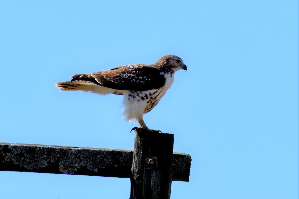 Red-tailed Hawk - ML275425981