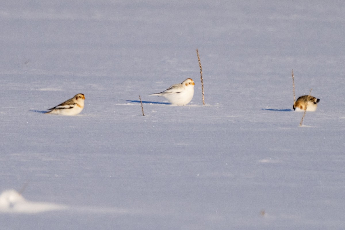 McKay's Bunting - ML275426321