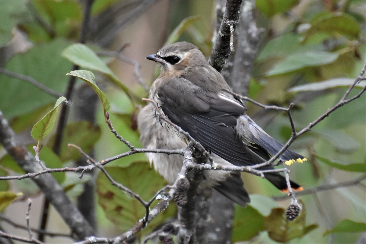 Cedar Waxwing - ML275428721