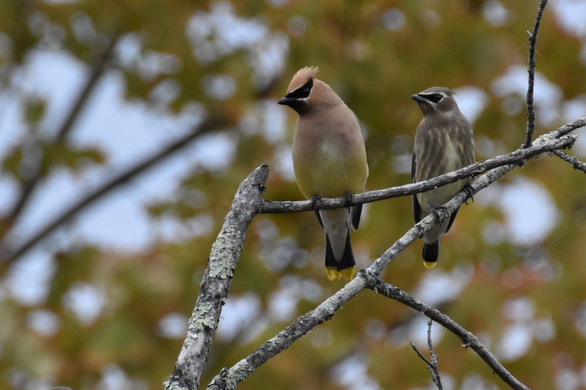 Cedar Waxwing - ML275428741