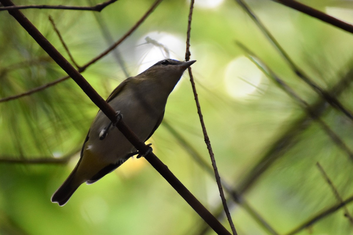 Red-eyed Vireo - Derek Hudgins