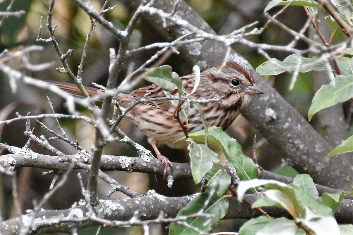 Song Sparrow - ML275428801