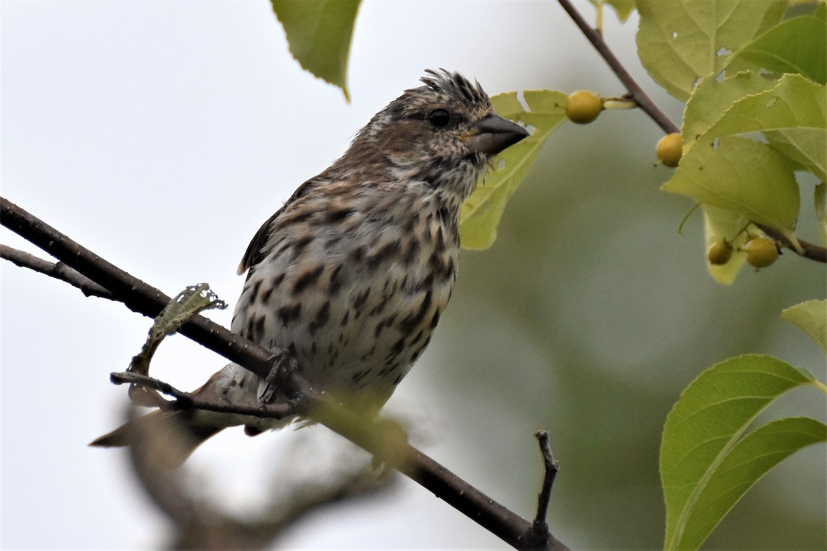 Purple Finch - ML275429201