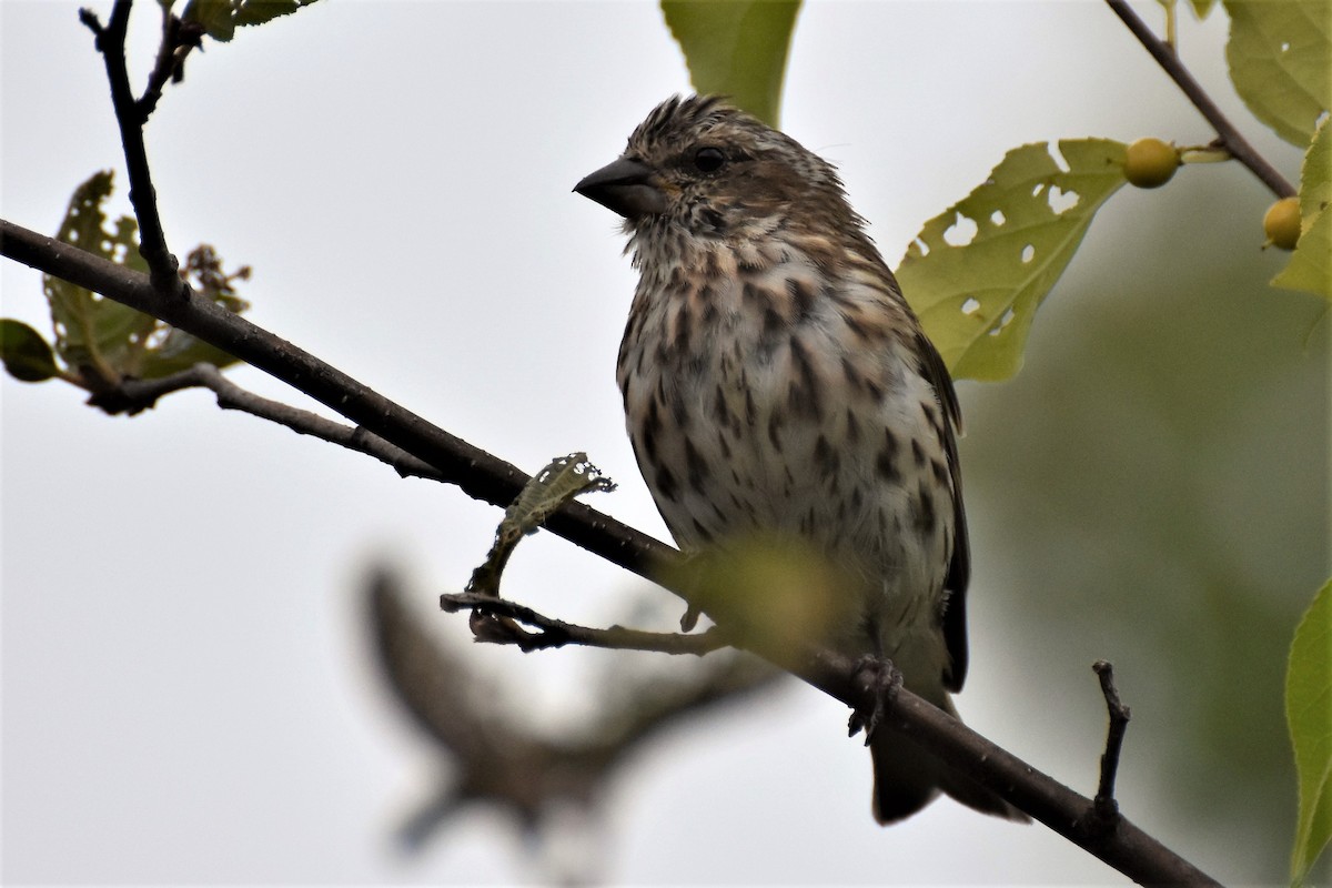 Purple Finch - ML275429231