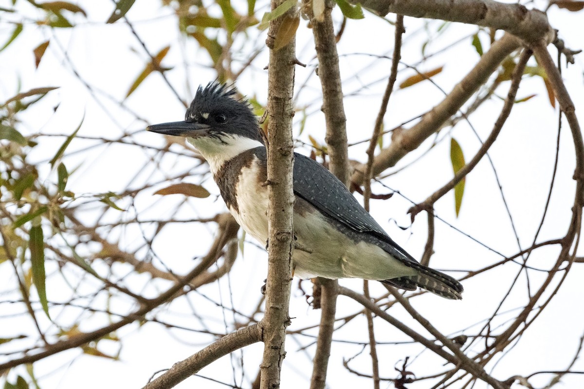 Belted Kingfisher - ML275429261