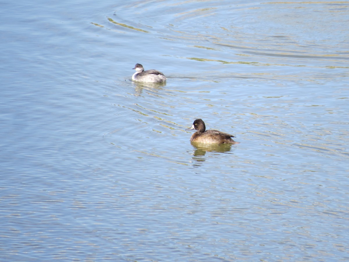 Eared Grebe - ML275430511