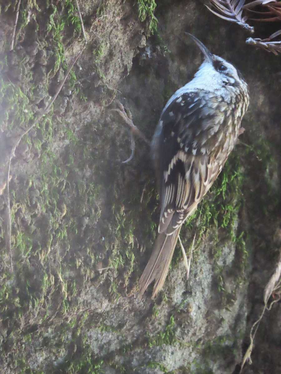 Brown Creeper - ML275431591