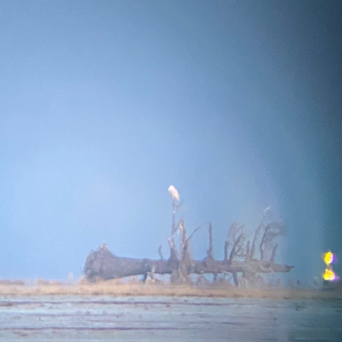 Snowy Owl - Bill Carpenter