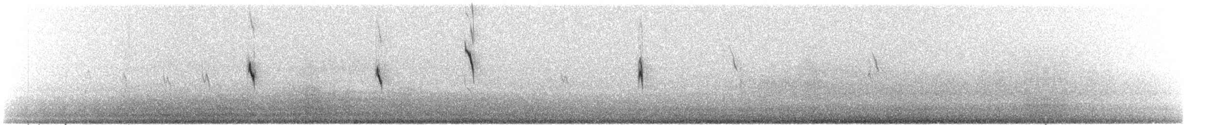 White Wagtail (ocularis) - ML275432421