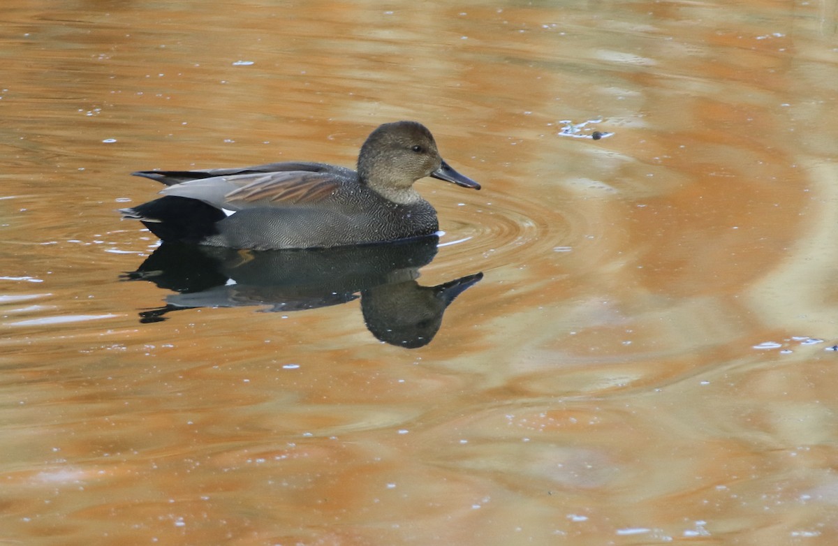 Gadwall - ML275432961