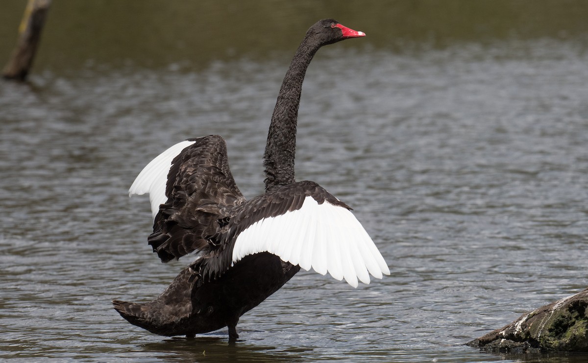 Black Swan - John Daniels