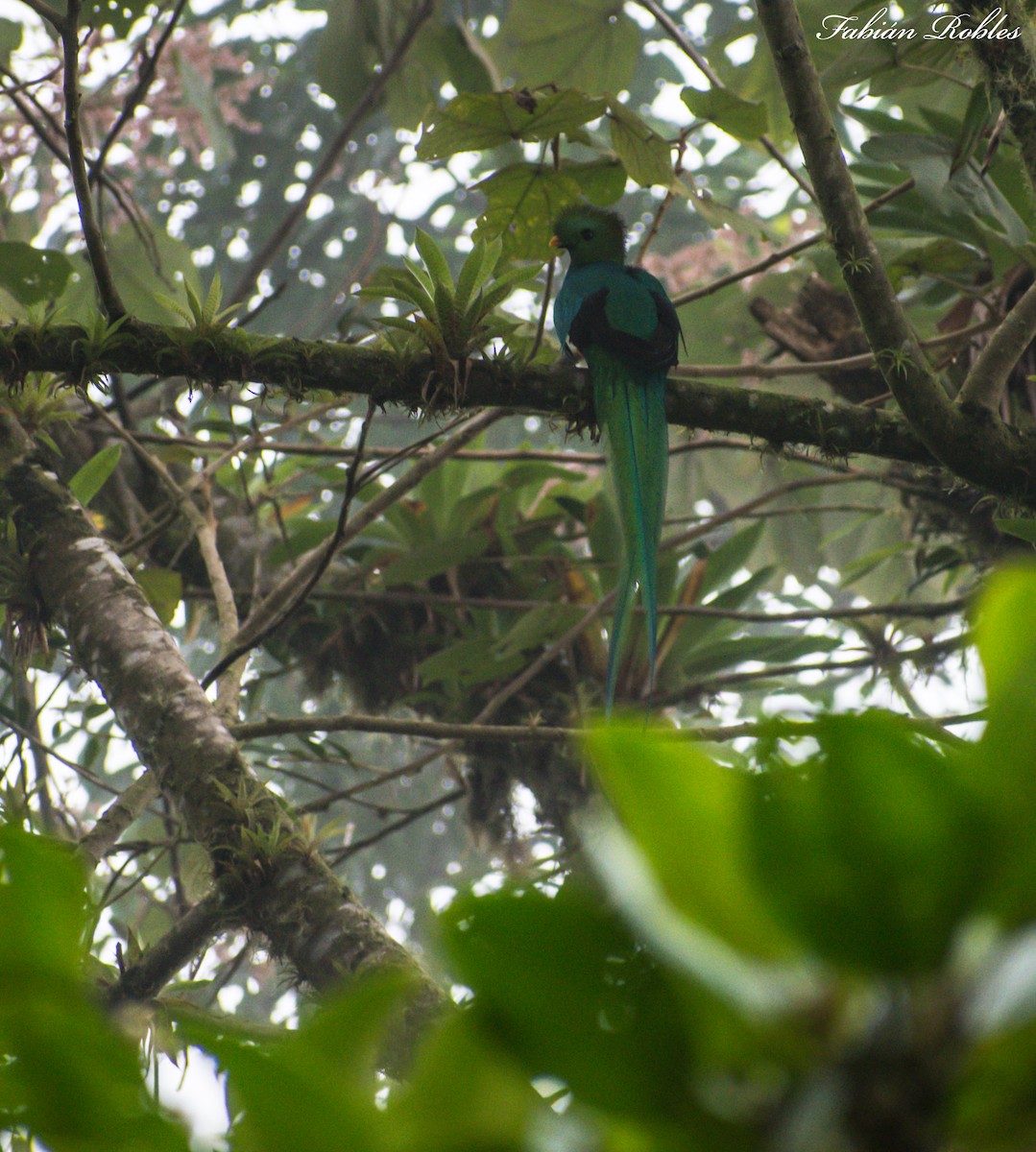 Resplendent Quetzal - FABIAN ROBLES