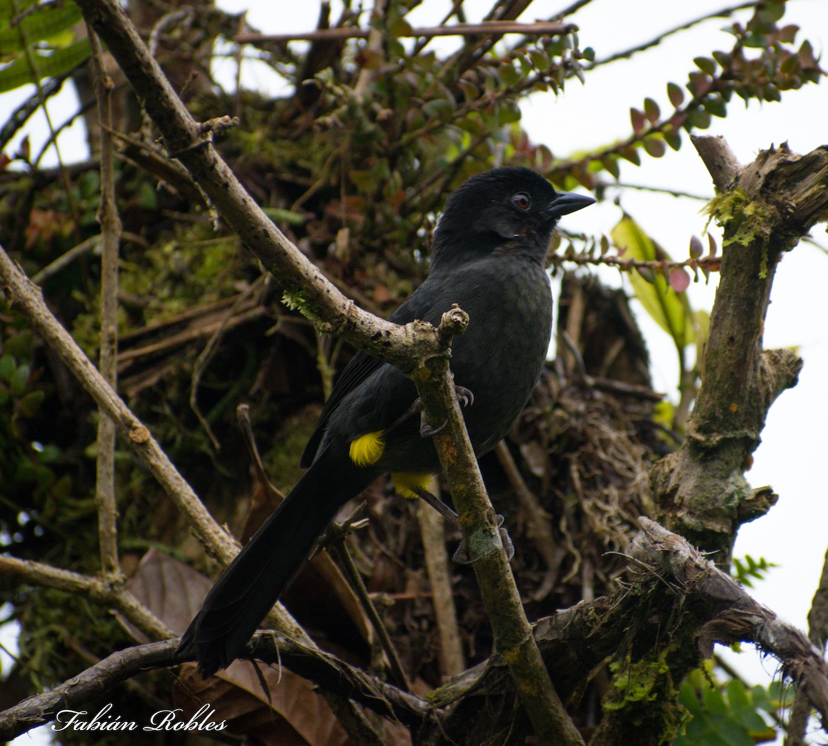 Yellow-thighed Brushfinch - ML275435421