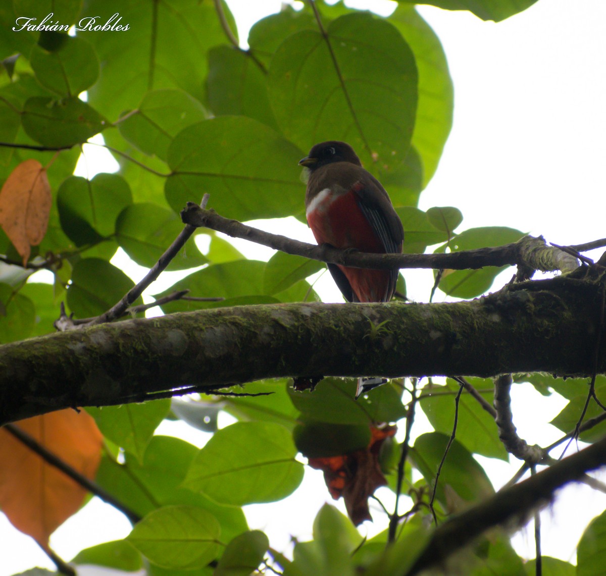 Collared Trogon - ML275435821