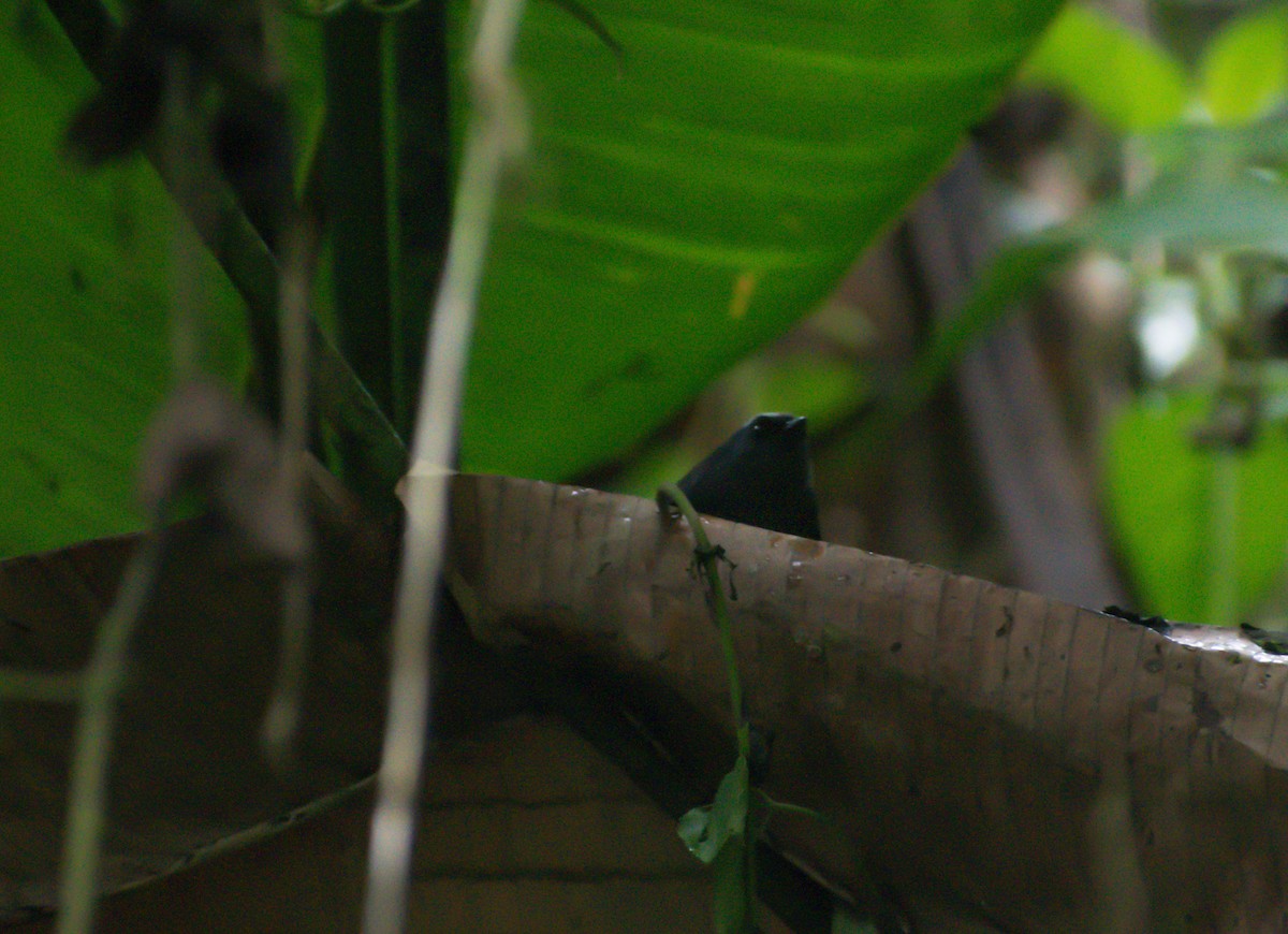 Silvery-fronted Tapaculo - FABIAN ROBLES