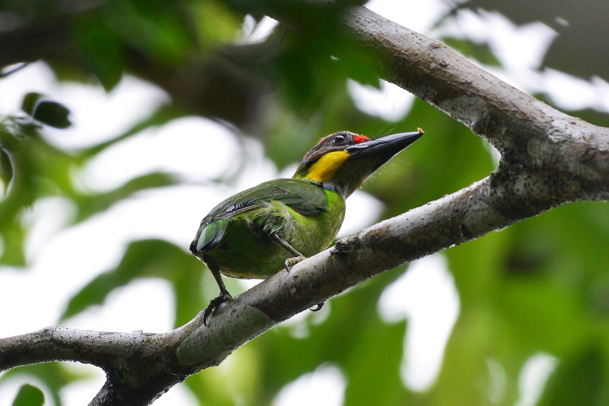 barbet zlatovousý - ML275437521