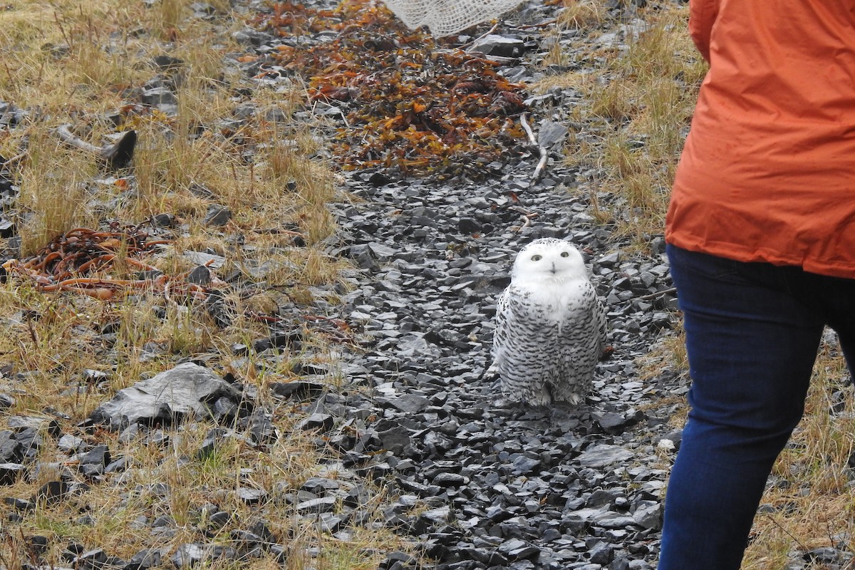 Snowy Owl - ML275438311