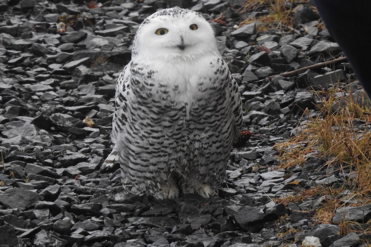 Snowy Owl - ML275438331