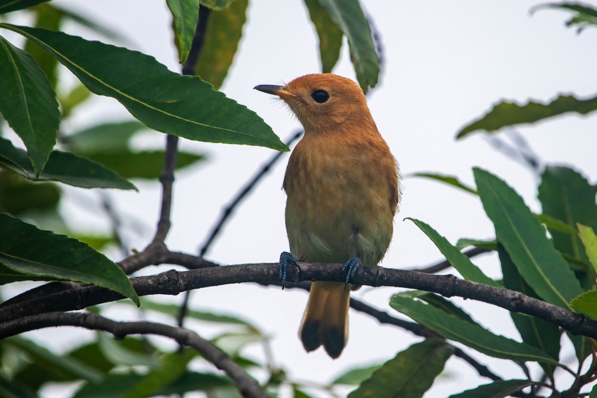 Rarotonga Monarch - ML275438401