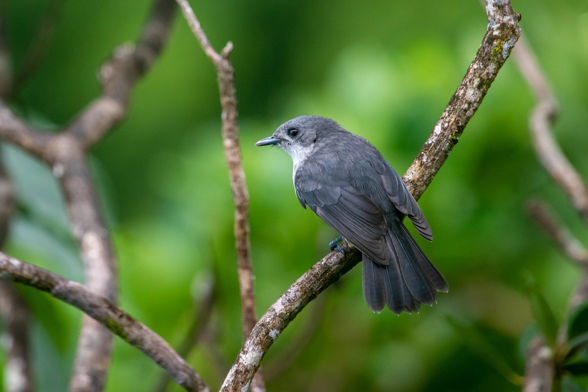 Rarotonga Monarch - ML275438421