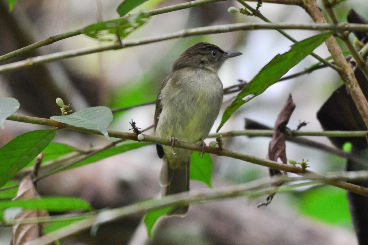 Buff-vented Bulbul - Harn Sheng Khor