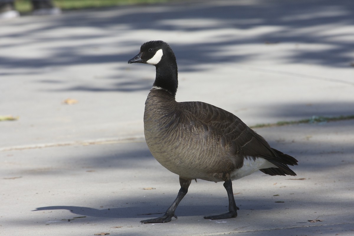 Cackling Goose - Larry  Cahill