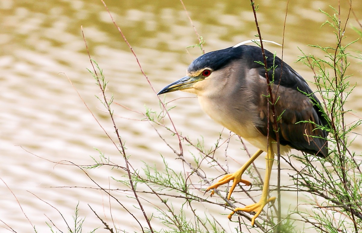 Black-crowned Night Heron (Eurasian) - Blake Matheson