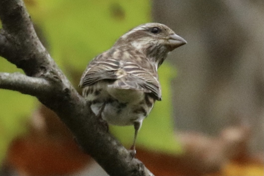 Purple Finch - Kelly Krechmer