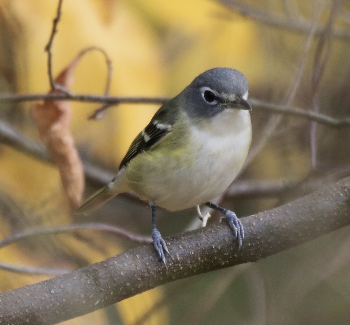 Mavi Başlı Vireo - ML275442111