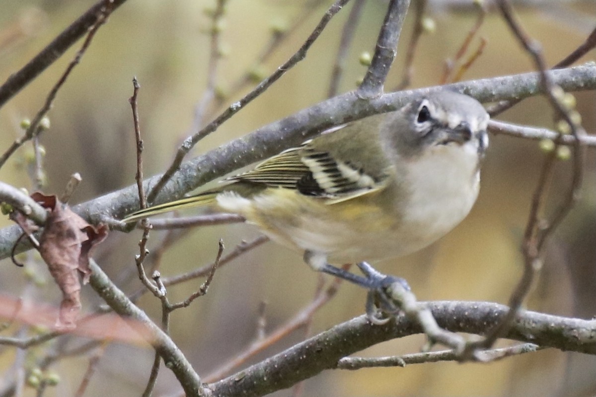 Mavi Başlı Vireo - ML275442121