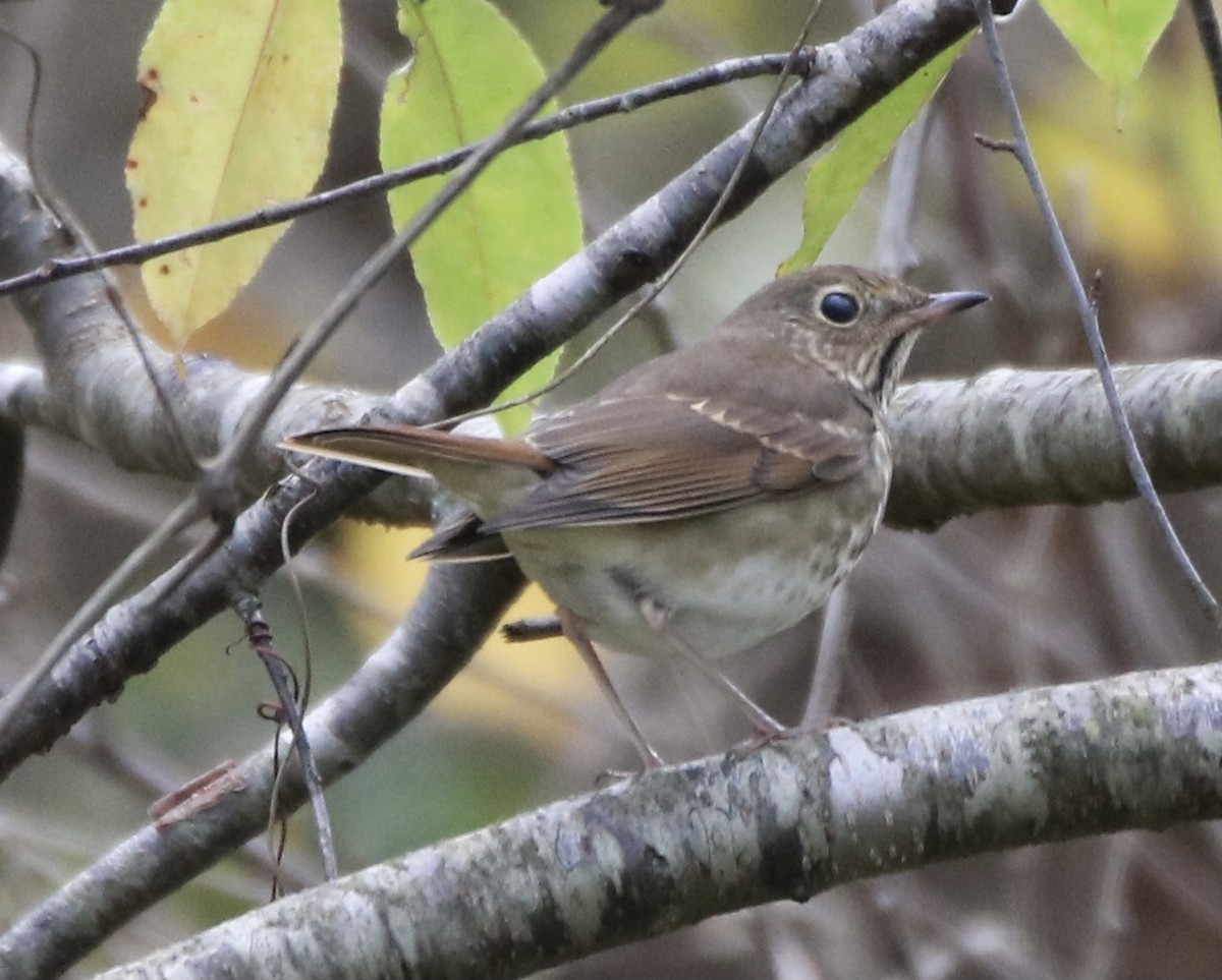 Hermit Thrush - ML275442201