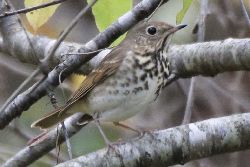 Hermit Thrush - ML275442211