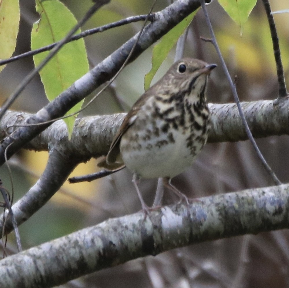 Hermit Thrush - Kelly Krechmer