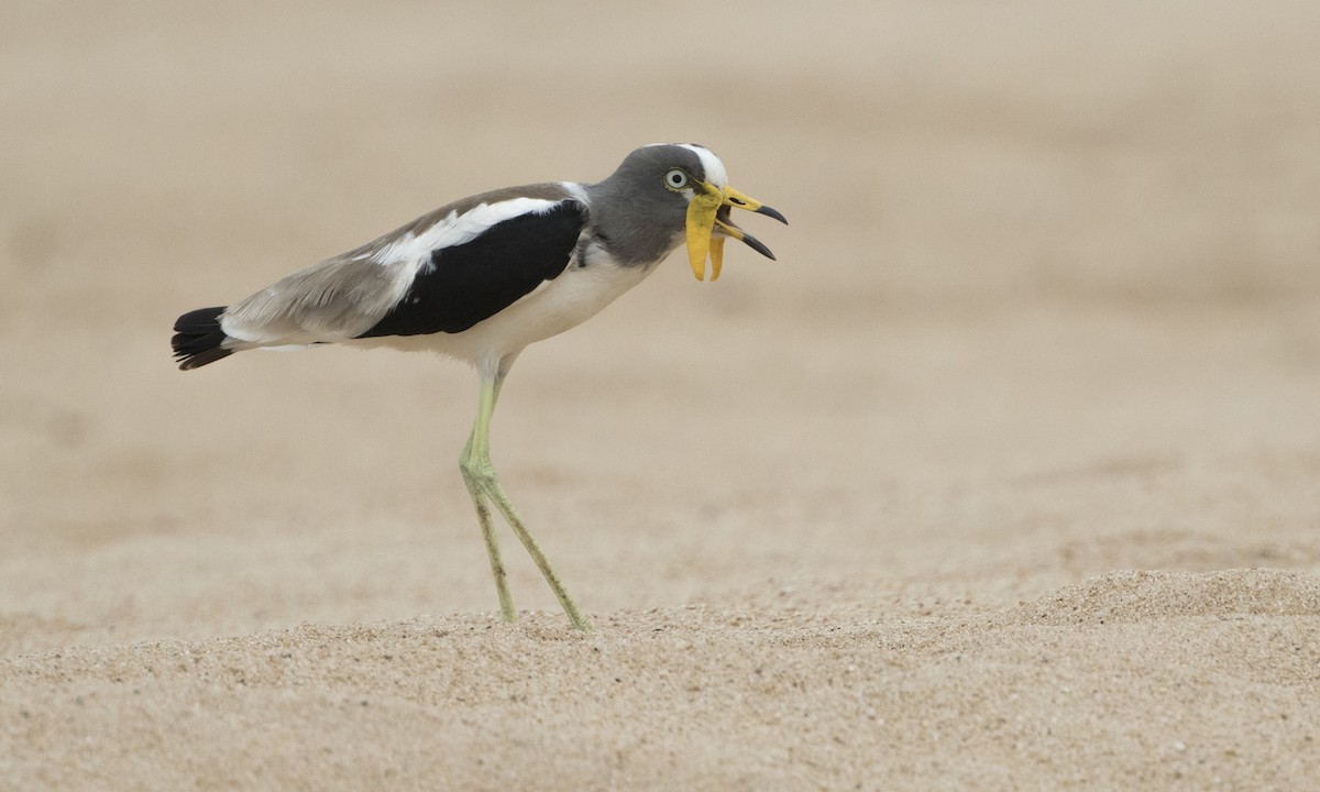 White-crowned Lapwing - Zak Pohlen