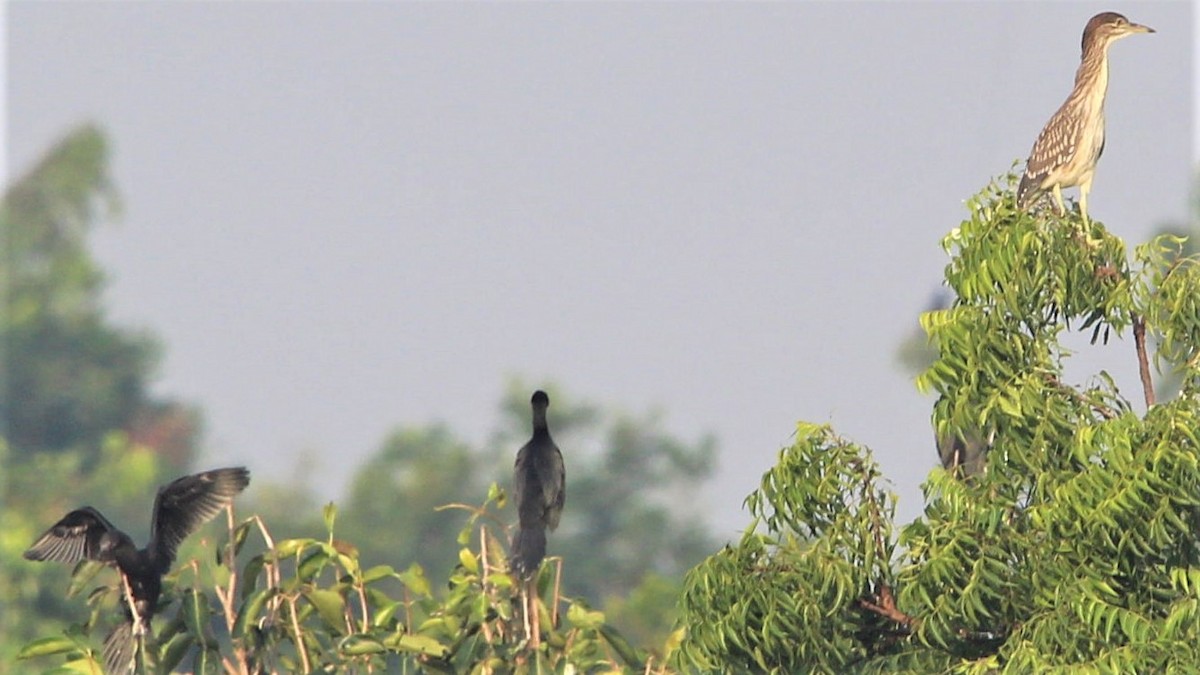 Black-crowned Night Heron - ML275446231