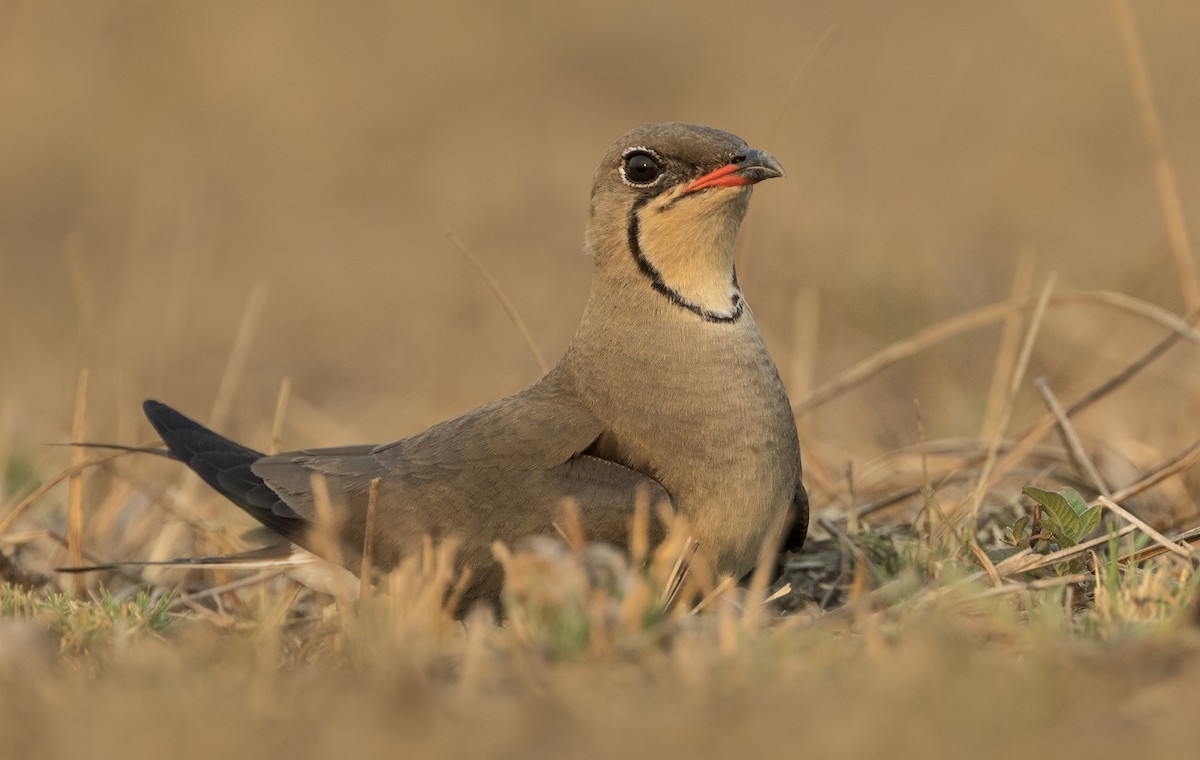 Collared Pratincole - ML275446601